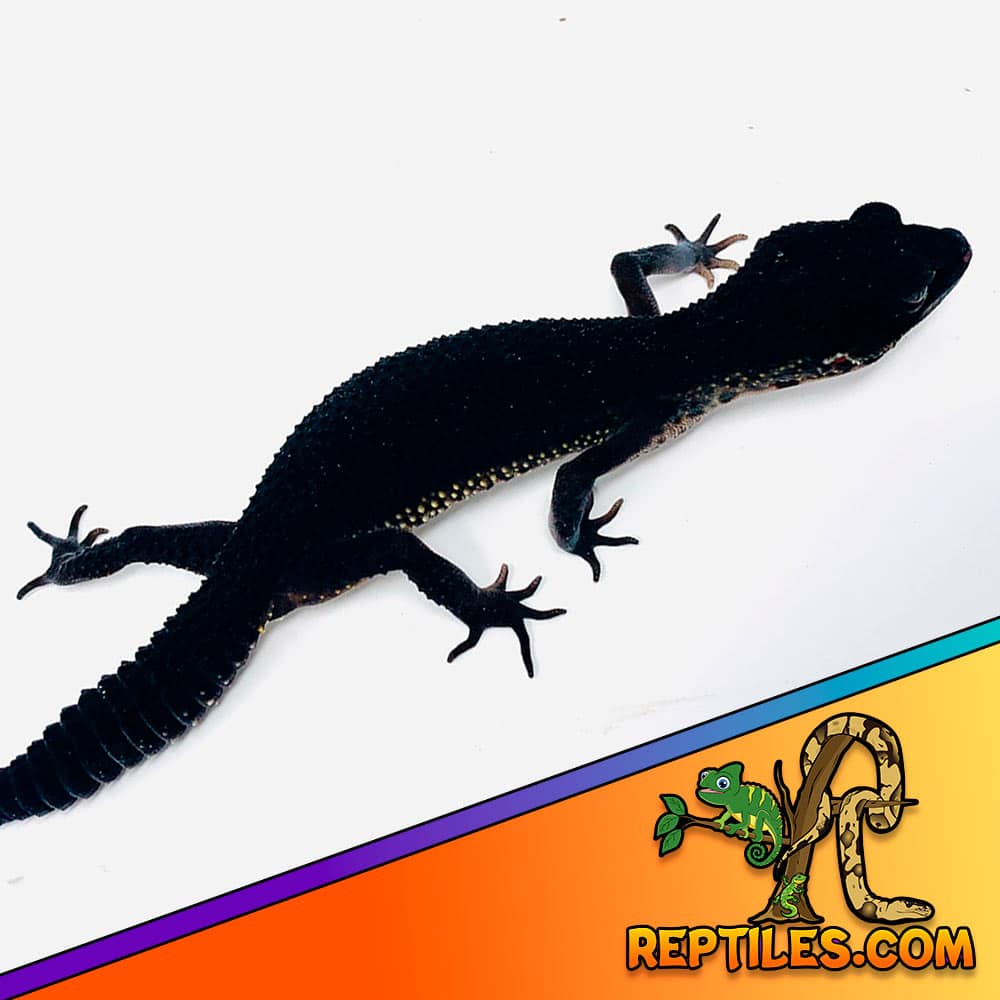 black night leopard gecko for sale