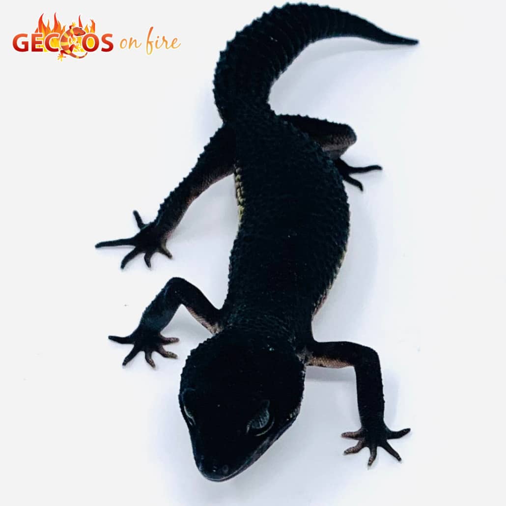 black knight leopard geckos for sale Archives Leopard Geckos for sale