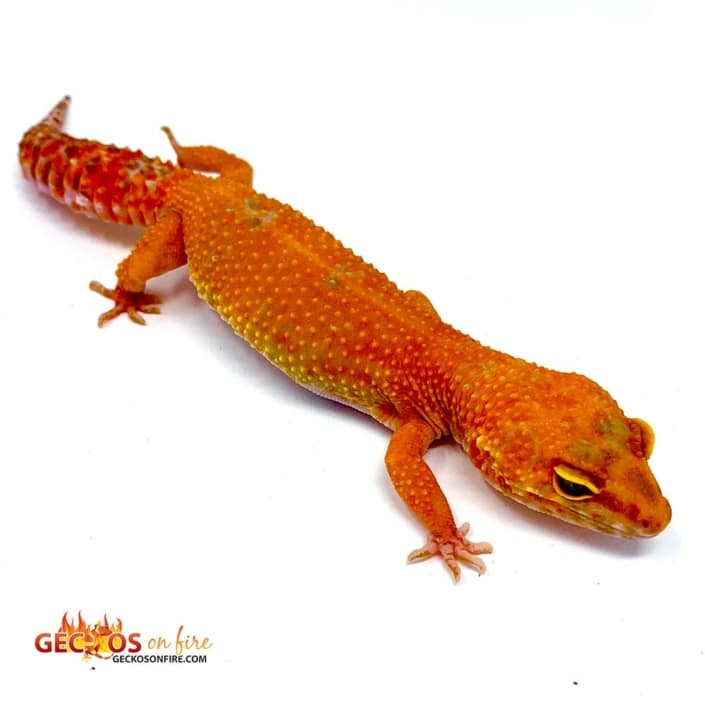 Blood het Tremper Albino Leopard gecko Leopard Geckos for sale