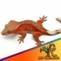 bicolor crested gecko for sale