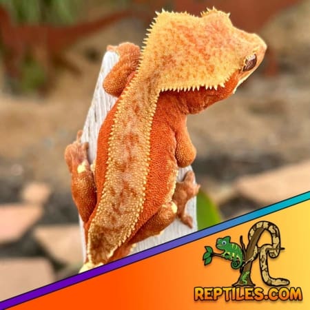 bicolor crested gecko for sale