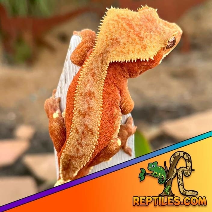 Bicolor crested gecko for sale bi color crested gecko color morphs
