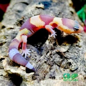 African fat tailed geckos