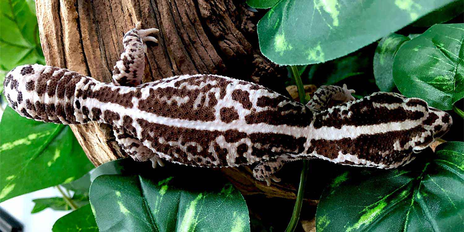 African Fat Tail Gecko diet