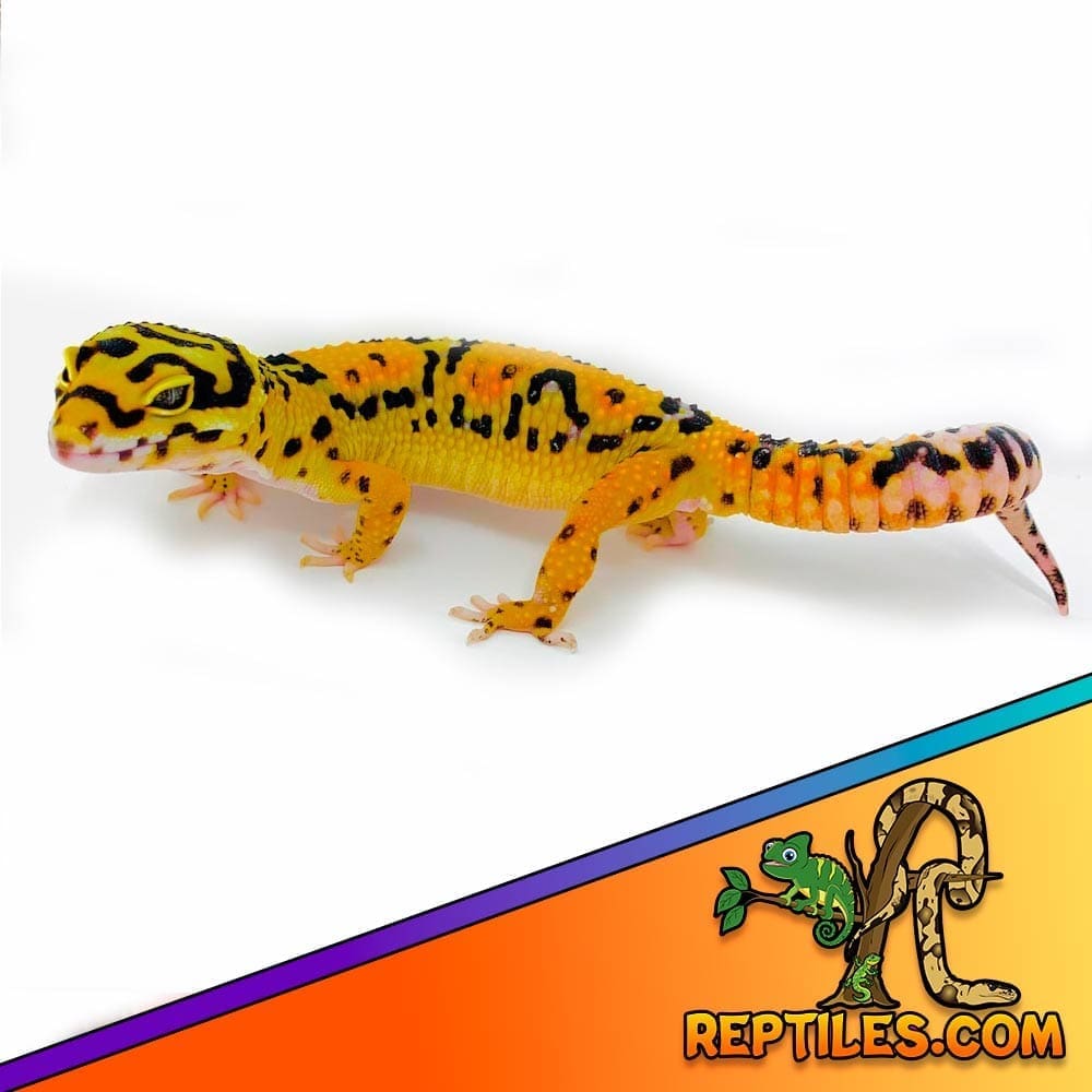 bold tangerine leopard gecko for sale 