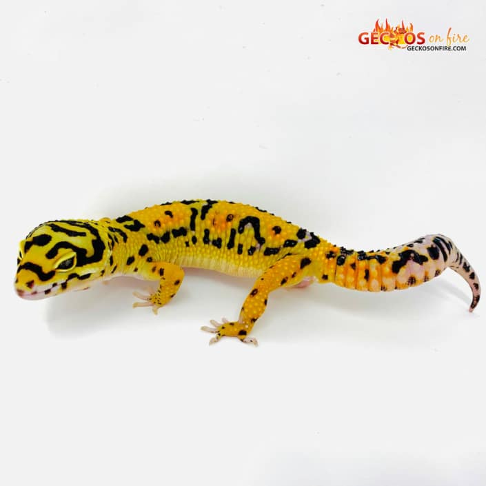 Tangerine bold leopard gecko for sale Leopard Geckos for sale