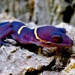 Chinese cave gecko