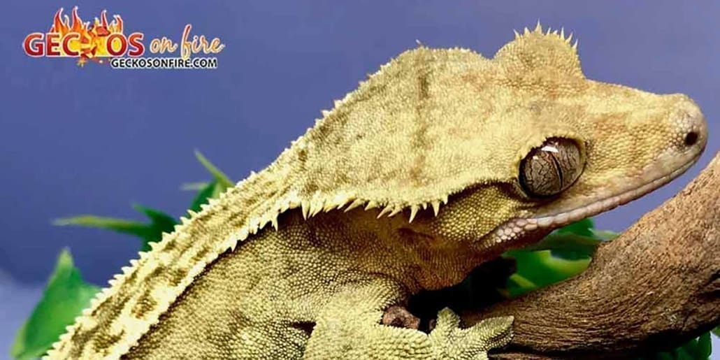 Crested Gecko Temperature Crested gecko lighting UV Light