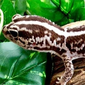 fat tail gecko for sale