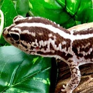 fat tailed gecko for sale