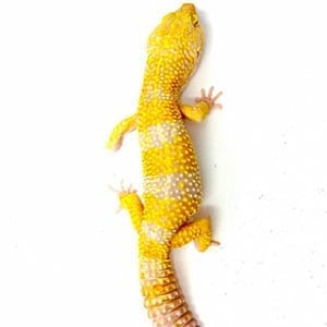 leopard gecko breeder near me