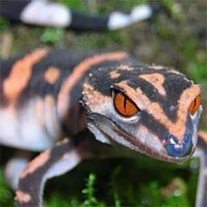 Japanese Cave gecko