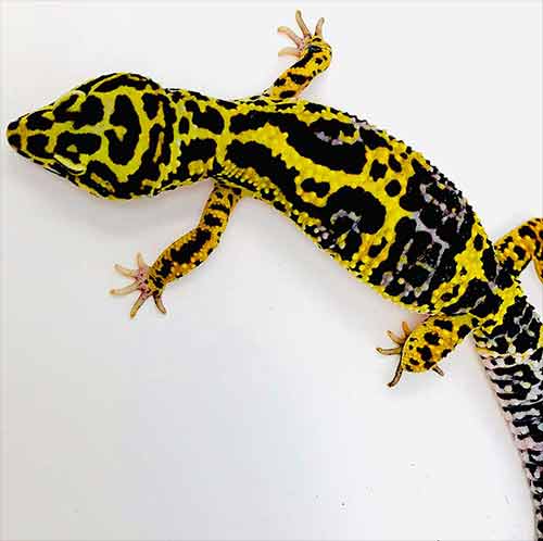 Eco Tank Zoo Med Eco Carpet Reptile Mat (Tan, 12