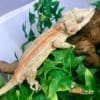 orange gargoyle gecko