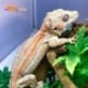 orange stripe gargoyle gecko