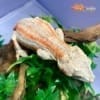 orange stripe gargoyle geckos