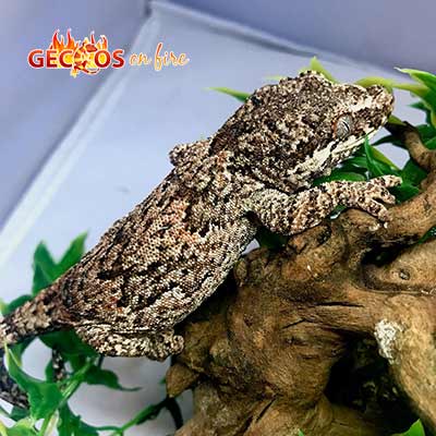 Gargoyle geckos for sale online | baby Gargoyle gecko for sale near me