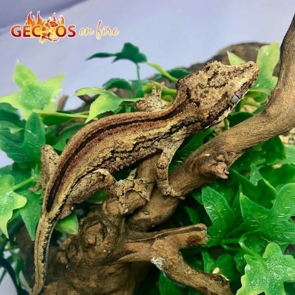 striped gargoyle gecko for sale