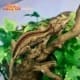 striped gargoyle gecko for sale