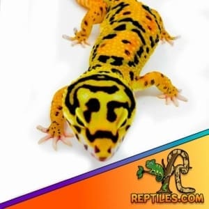 bold tangerine leopard gecko