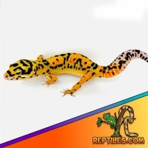 tangerine bold leopard gecko for sale