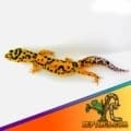 tangerine bold leopard geckos
