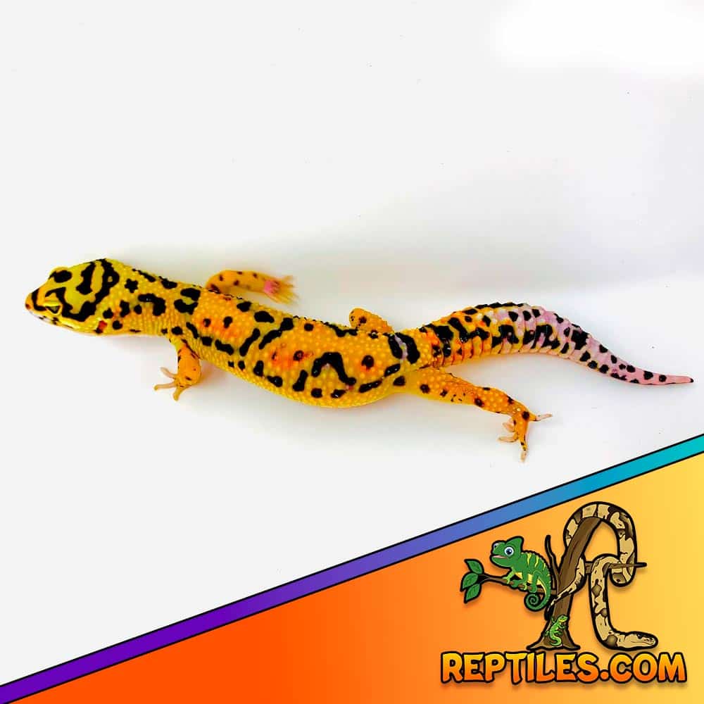 tangerine bold leopard geckos