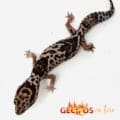 African fat tail gecko for sale