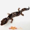 white out fat tail gecko