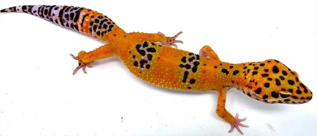 Leopard gecko morphs for sale | leopard gecko color morphs breeders