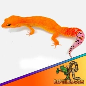 mandarin tangerine leopard gecko for sale