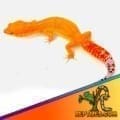 tangerine leopard gecko for sale