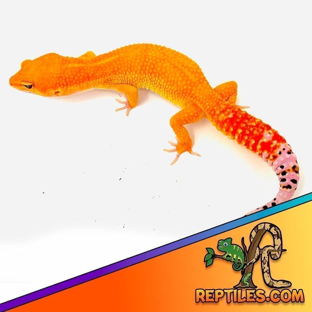 tangerine leopard gecko for sale 