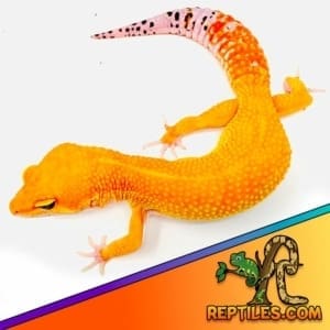 mandarin tangerine leopard gecko