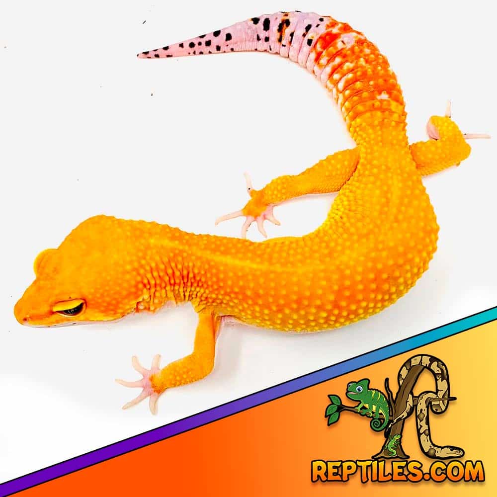 tangerine leopard gecko