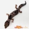 whiteout fat tail gecko