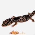 whiteout fat tail gecko for sale