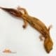 Zulu fat tailed gecko for sale