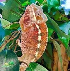 panther chameleon for sale