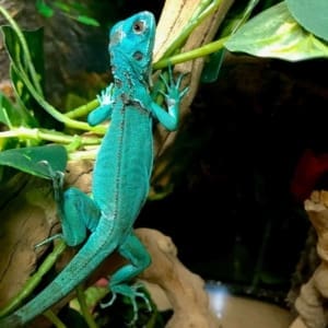 iguana for sale