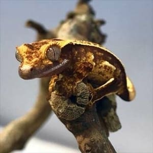 crested gecko for sale