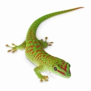 Japanese Cave gecko