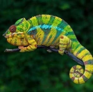 panther chameleon for sale