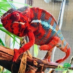 red body blue bar panther chameleon