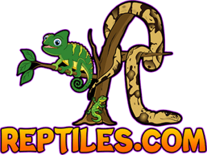 Leopard Geckos for sale | Crested Gecko | Gargoyle Gecko | Panther Chameleons for sale