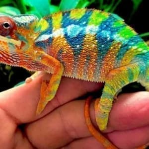 Ambilobe panther chameleon