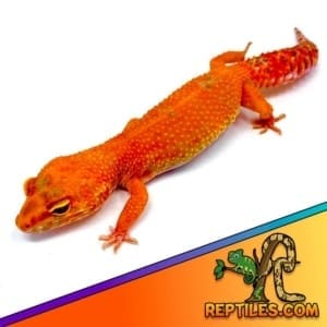 blood leopard gecko for sale