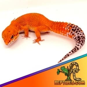 blood leopard gecko for sale