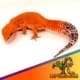 blood super giant leopard gecko for sale