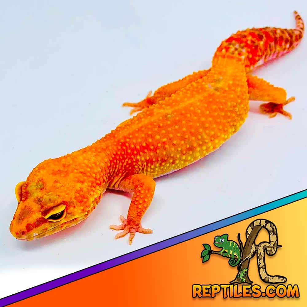 blood leopard gecko for sale